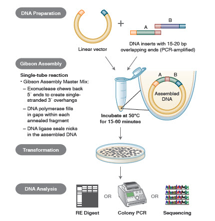 Dna cloning