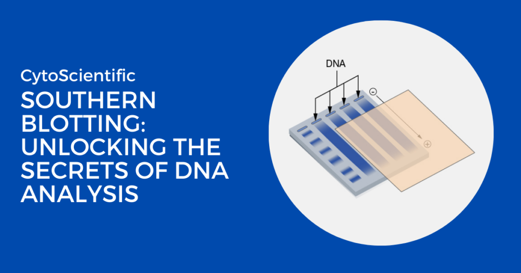 southern blotting