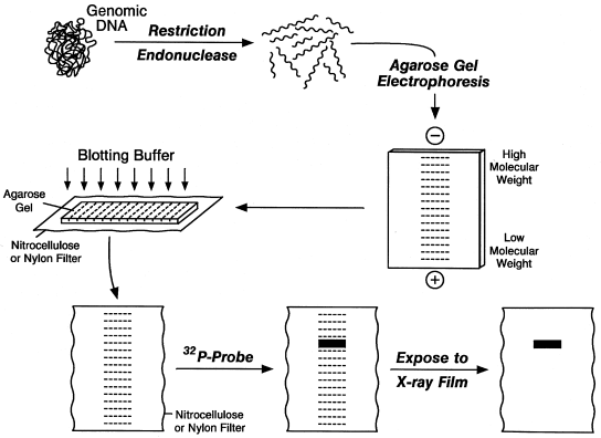 southern blotting